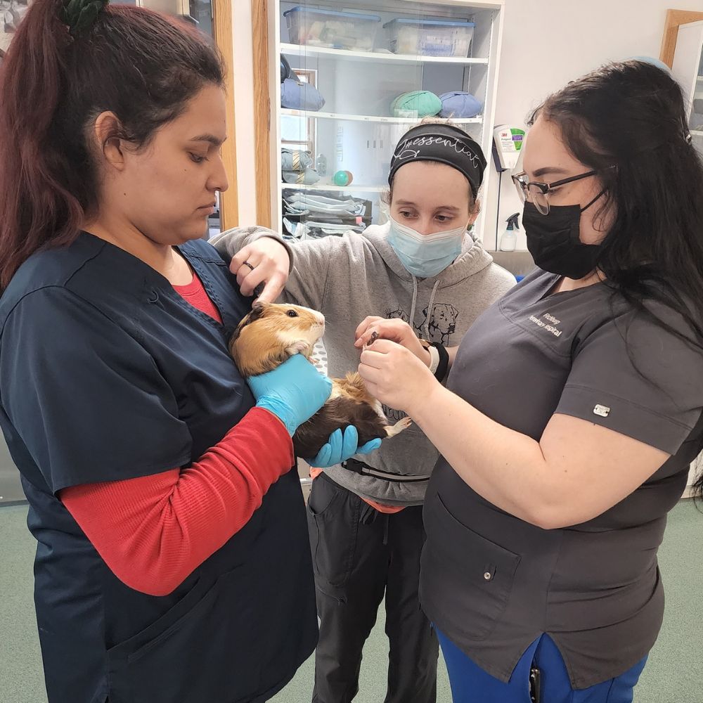 Fitchburg Veterinary Hospital treating pet