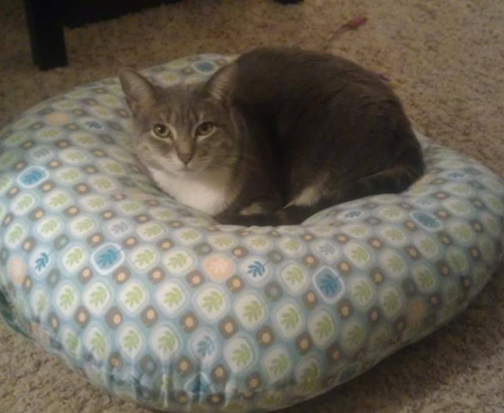 cat sitting on the cushion