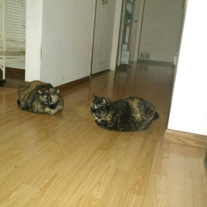 cats sitting on the floor