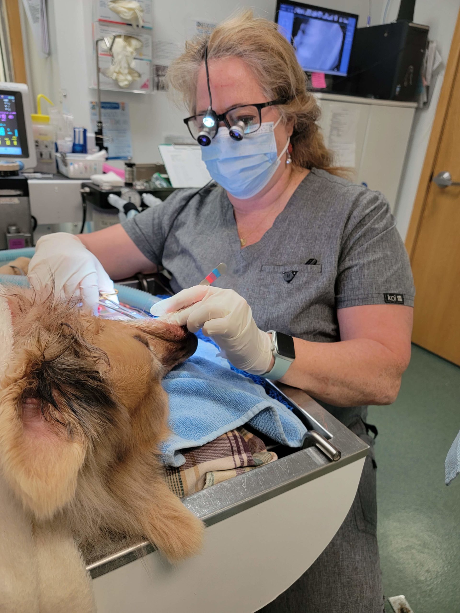 doctors doing dental examination of the dog