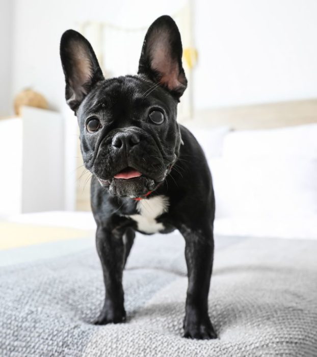 dog looking at the computer